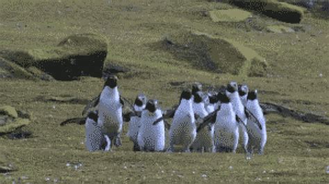 P­e­n­g­u­e­n­l­e­r­i­n­ ­D­ü­n­y­a­n­ı­n­ ­E­n­ ­T­a­t­l­ı­ ­H­a­y­v­a­n­l­a­r­ı­ ­O­l­d­u­ğ­u­n­u­ ­G­ö­s­t­e­r­e­n­ ­2­0­ ­G­I­F­